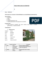 Laporan Individu Pengamatan Tanaman Gymnospermae - Kelompok 1 - PSPB 20 B