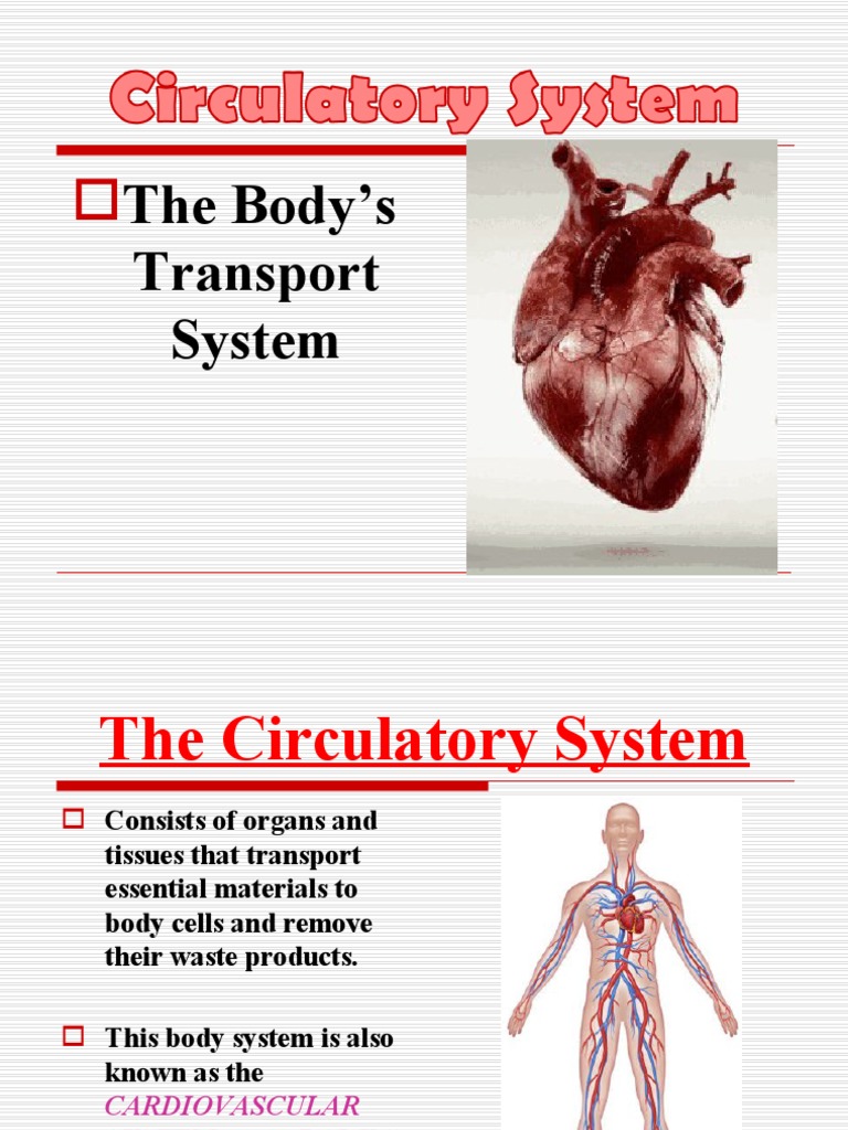 Circulatory System PDF Heart Heart Valve