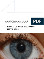 Anatomia Ocular