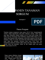 Panen Dan Pasca Panen Sorgum