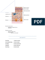 Samenvatting Opperhuid
