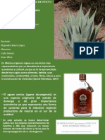 Agave