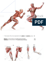 Anatomy - Muscles of The Atm