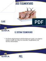 Biología 3.1 TEJIDO TEGUMENTARIO