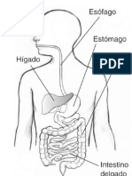 APARATO DIGESTIVO 22