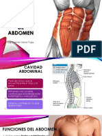 Anatomía de Abdomen