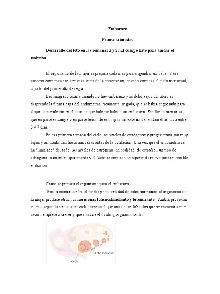 Hasta Cuántas Semanas Dura Un Embarazo A Practical Guide For Every Stage - vldvt3j