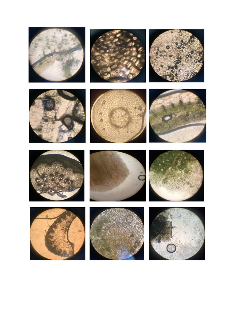 Gambar Asli Antum PDF