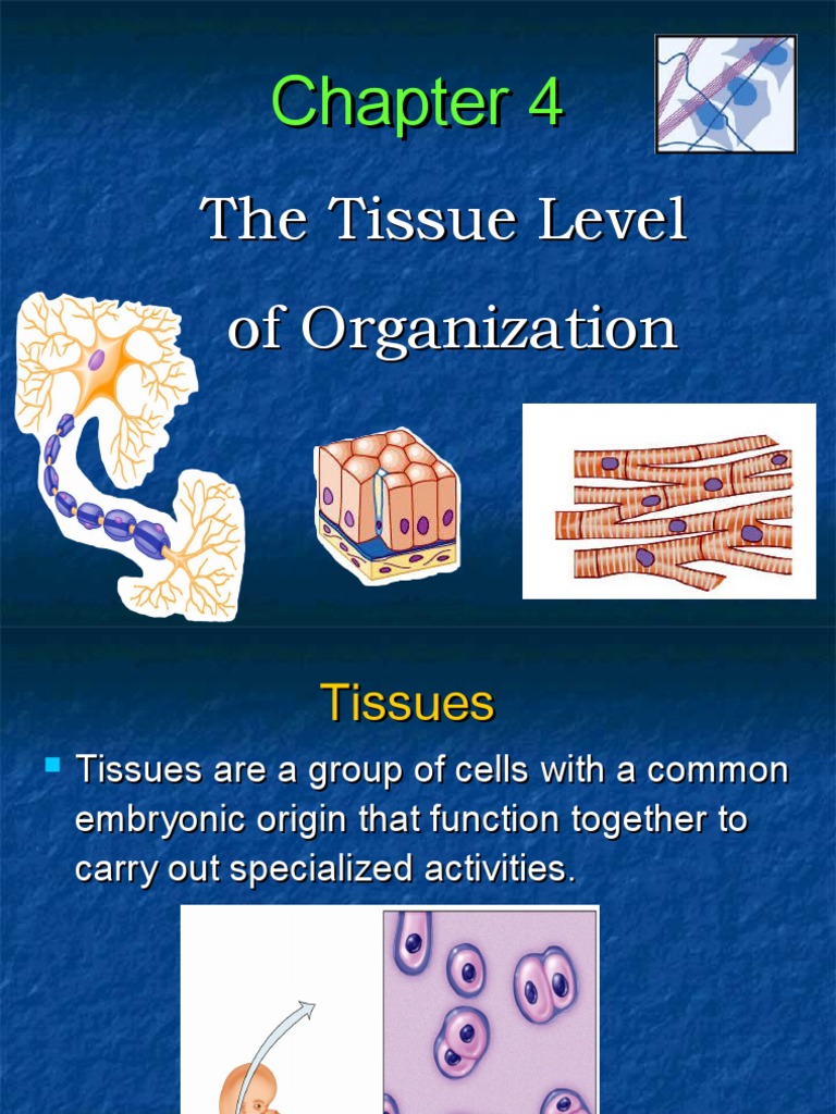CHAPTER 4 The Tissue Level of Organization PDF Epithelium