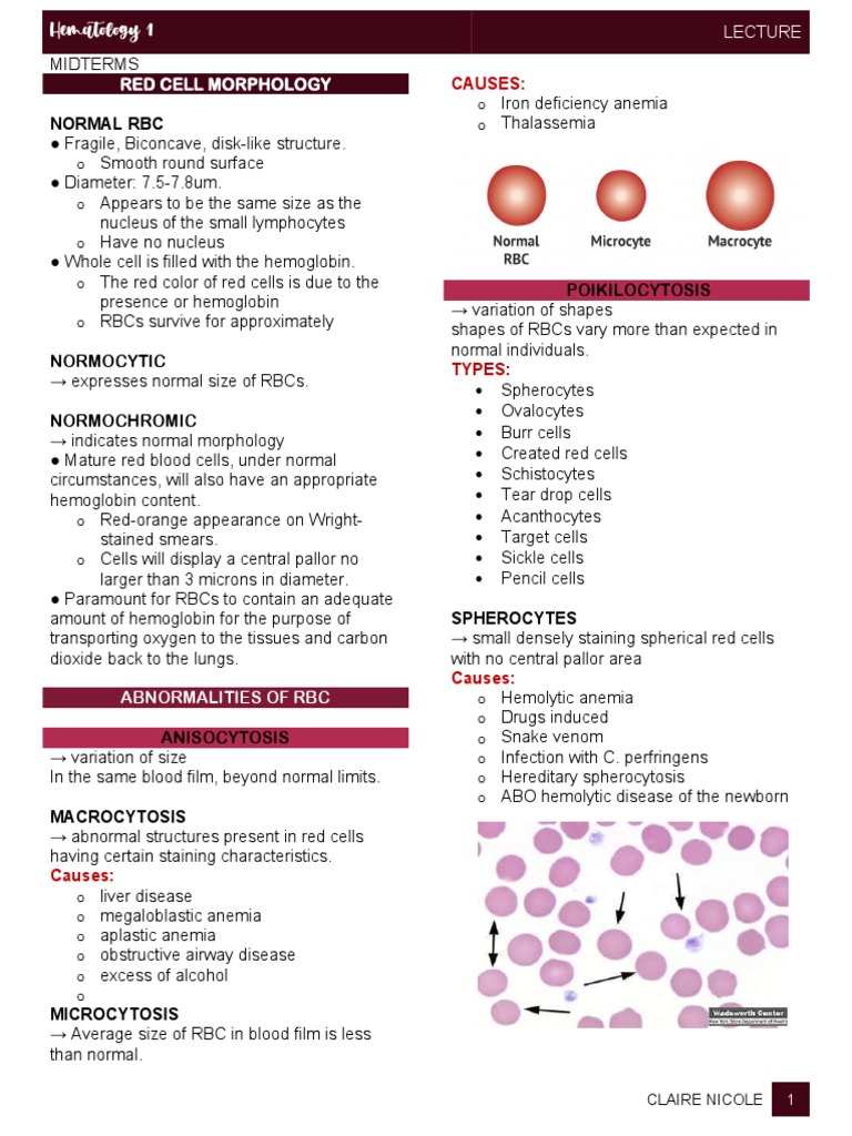 Red Blood Cell Morphology Overview | PDF | Red Blood Cell | Anemia