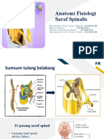 Anatomi Fisiologi Saraf Spinalis