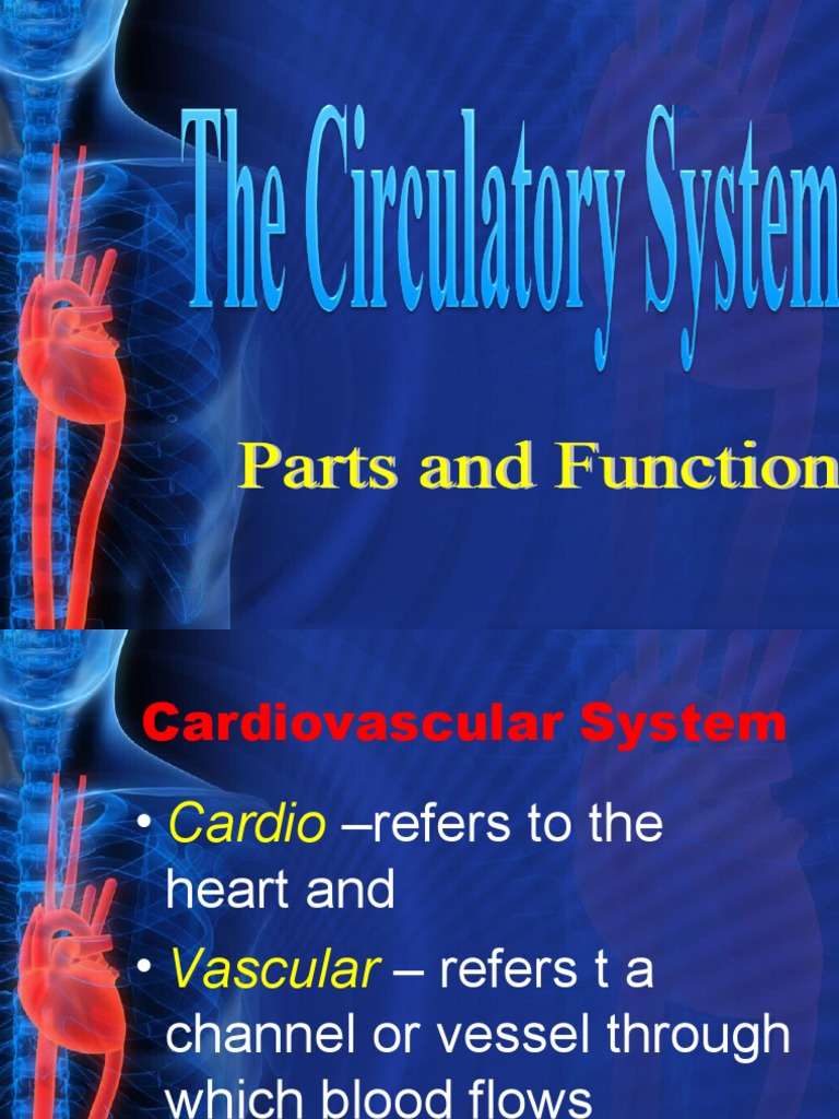 6.1 Identify and Describe The Functions of The Organs of Circulatory
