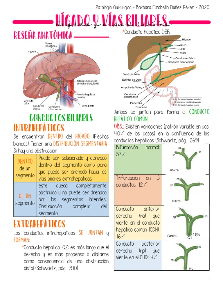 Higado y Vias Biliares | PDF | Bilis | Vesícula biliar