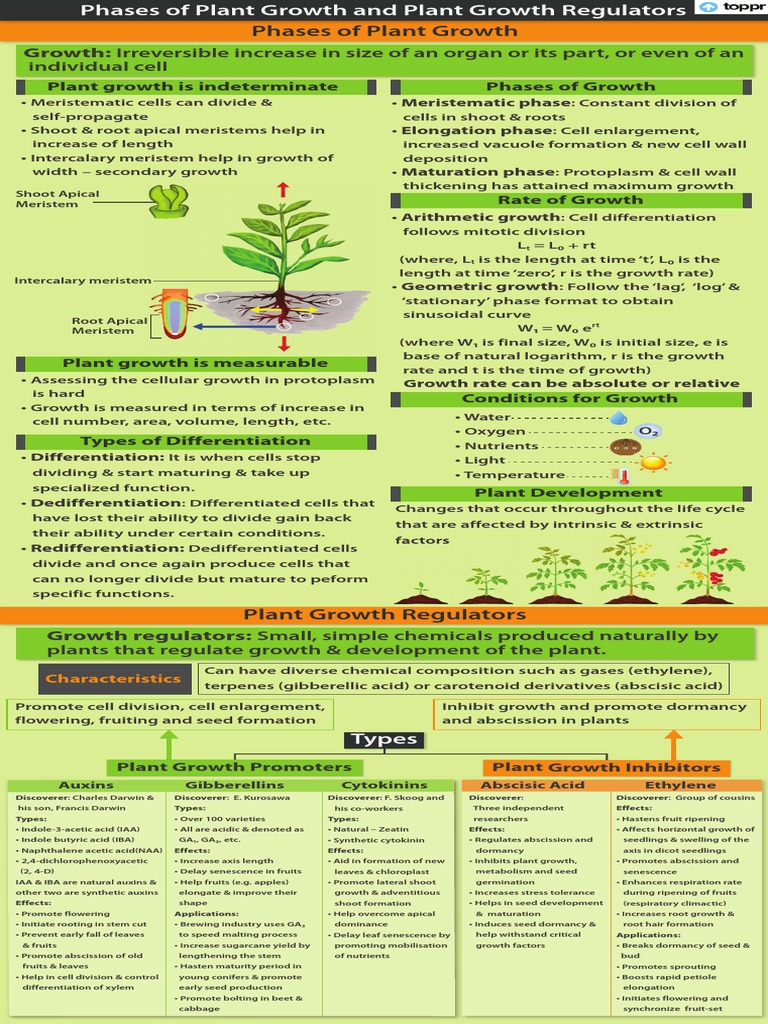Overview of Plant Growth Regulators | PDF | Plant Hormone | Auxin