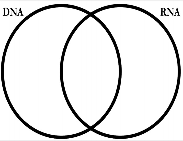 Copy of DNA Vs RNA Venn Diagram PDF