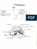 Relatório de Anatomia