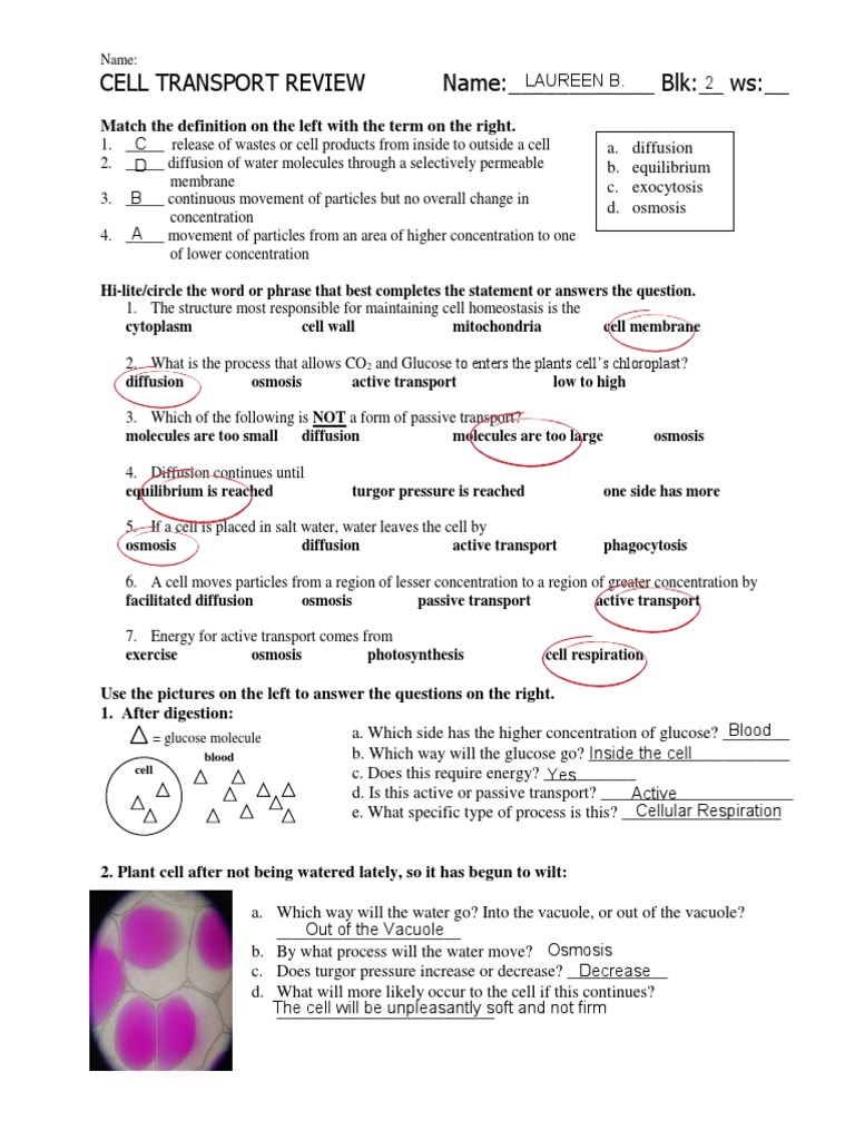 Worksheet No.2 - Cell Processes | PDF | Osmosis | Cellular Respiration