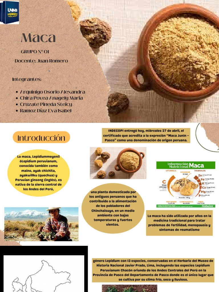 Beneficios y del uso de la maca JunínPasco como
