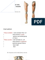 LOWER LIMB Muscles, Nerves Vessels PDF