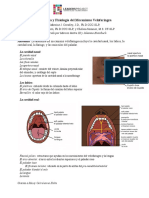 Anatomía y Fisiología Del Mecanismo Velofaríngea 1l93n2p
