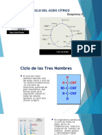 Ciclo de Krebs