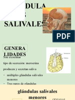 ANATOMIA - Glandulas Salivales