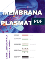 Clase 2 Sistema de Membranas y Organelos en Citoplasma