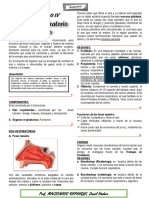 Sistema Respiratorio