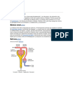 Histología RIÑON