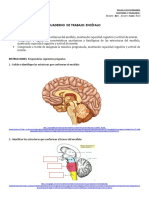 Block de Encefalo - Anatomia