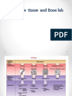 Cartilage and Bone Lab