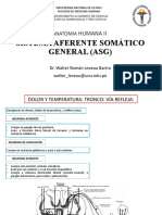 Sistema Aferente Somático General (Asg) : Humana Ii