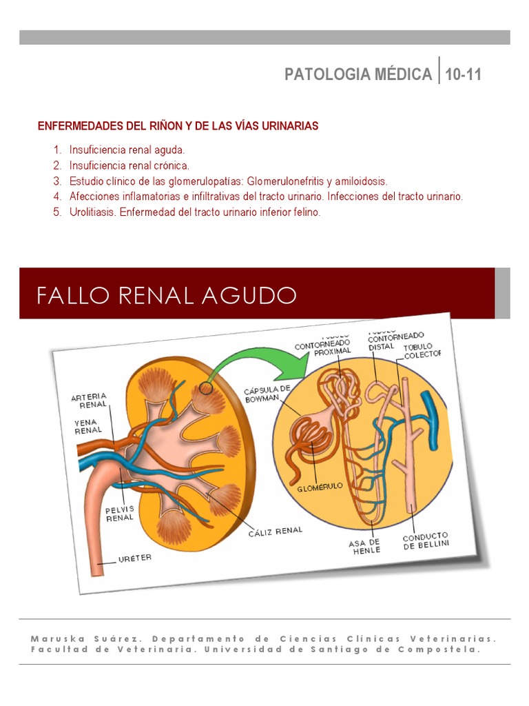 AKI Fallo Renal Agudo | PDF | Causas de la muerte | Riñón