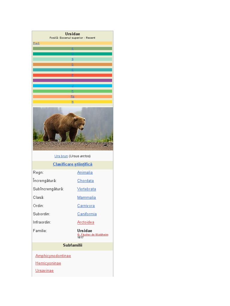Ursidae | PDF