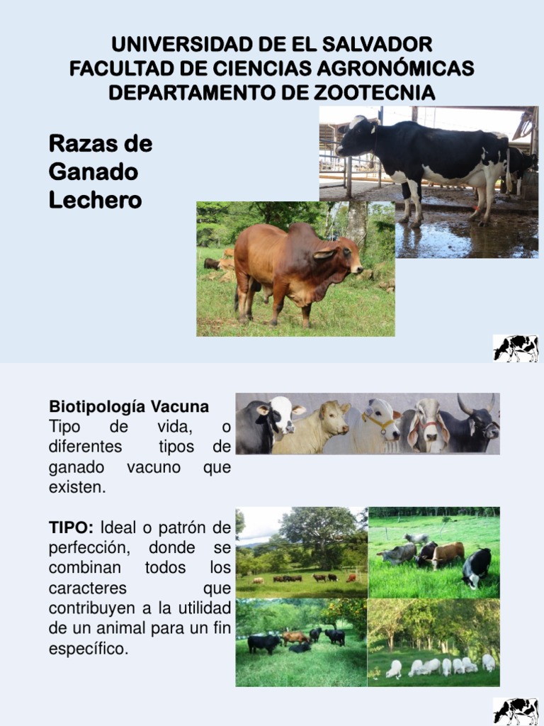 Razas de Ganado Lechero en El Salvador | PDF | Vacas | Leche