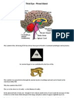 Third Eye - Pineal Gland