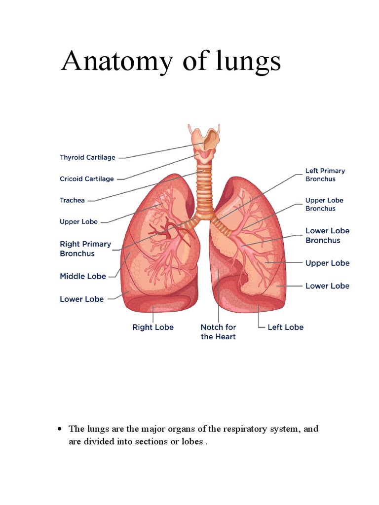 Lung intelligence overview