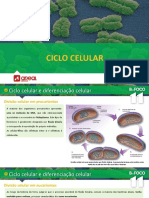 Ae Bf11 Ppt3 Ciclo Celular