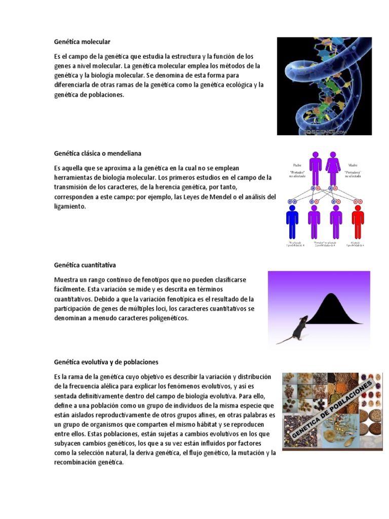 Genética Molecular PDF Genómica Gene