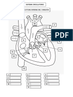 estructura interna del corazon