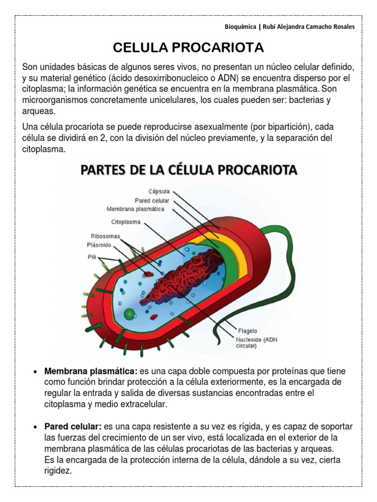 Celula Procariota | PDF | Biología Celular) | Las bacterias