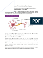 Mechanism of Transmission of Nerve Impulse