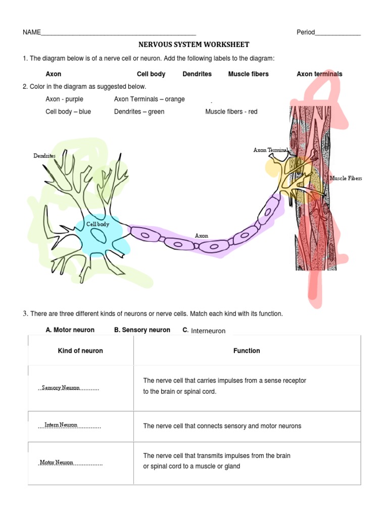 CONTESTADA - Nervous - System - Worksheet | PDF