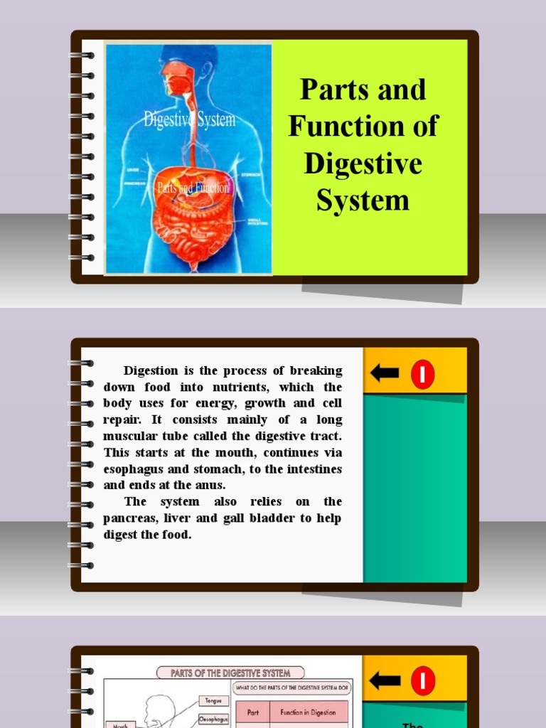 Science 6 - Q2 - L3 - Parts and Function of Digestive System | Download ...