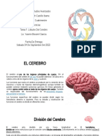 Neurociencias - T1 Lobulos Cerebrales.