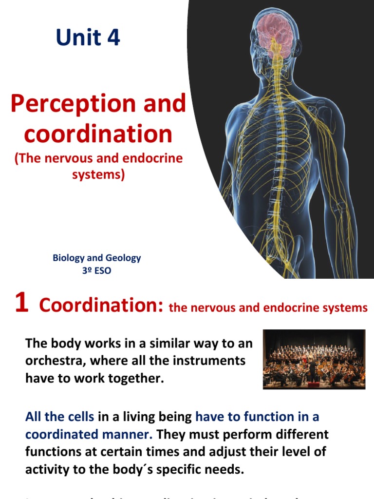 Unit 4 Perception and Coordination | PDF | Neuron | Synapse