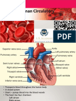 Circulatory System