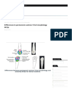 Differences in Permanent Canines L Oral Morphology MCQs - WikiDentia