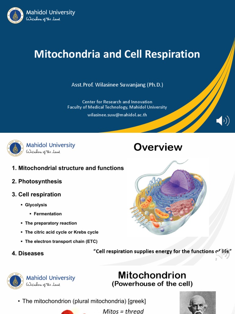 Handout - Mitochondria and Cell Respiration | PDF