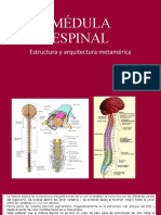 Médula Espinal3